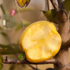 维纳斯女神金苹果 七年老树原苗种植 纯甜口感 果香浓郁 商品缩略图3