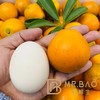 特级蜜蛋金柑（500g） 商品缩略图3