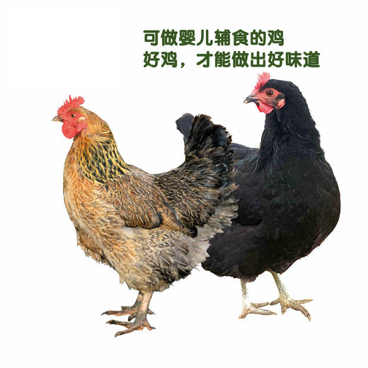 麻羽绿壳老母鸡无抗鸡 商品图1