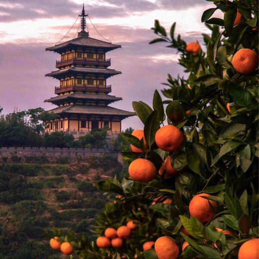 【时令】2025正宗涌泉蜜橘  嫩如豆花 汁如泉涌 无籽无渣 商品图1