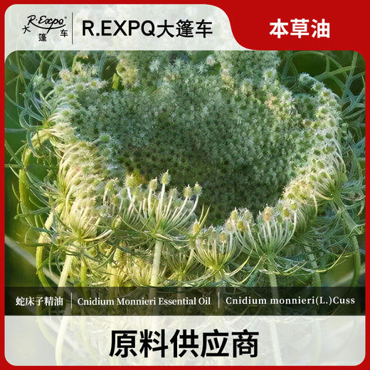 蛇床子精油 单方精油原料批发芳疗护理调香 大篷车精油 商品图0