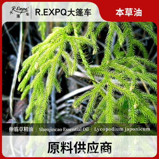 伸筋草精油原料批发芳疗护理调香按摩本草精油Shenjincao 商品图0