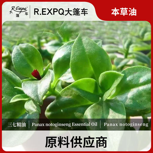 三七精油（田七）单方精油原料批发芳疗护理调香香薰 大篷车精油 商品图0