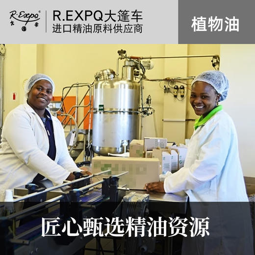蘩缕草浸泡油/鸡草Chickweed按摩植物基础油美容院按摩油 商品图2
