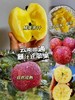 云南丑苹果9斤16-18个 商品缩略图0