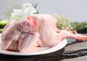 麻羽绿壳老母鸡无抗鸡