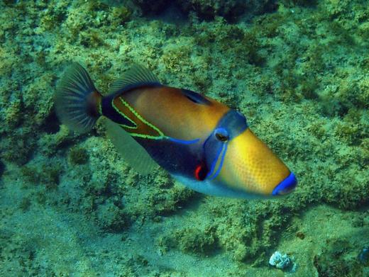 三角炮弹 商品图1