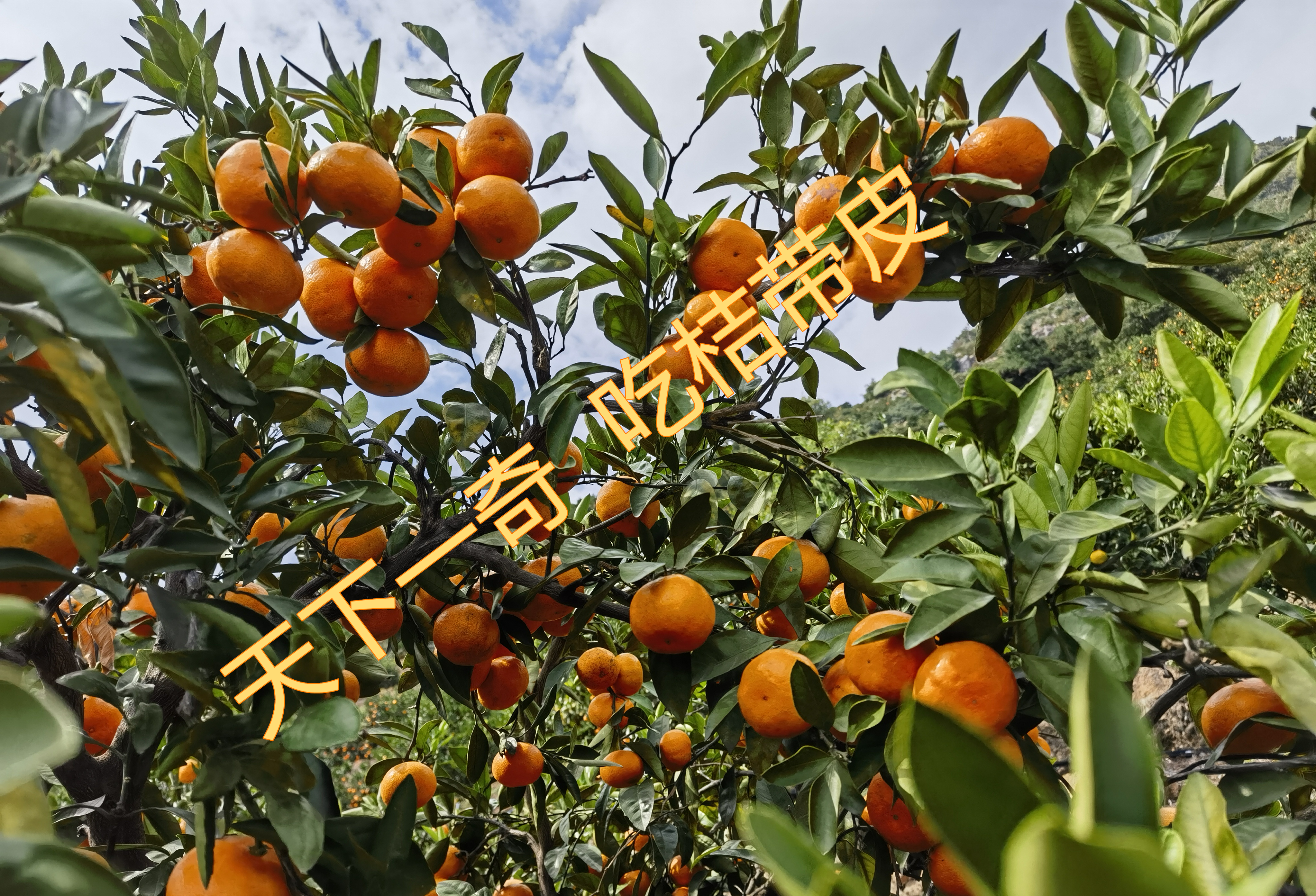 “天下一奇，吃桔带皮”,涌泉梅尖山桔场涌泉蜜桔原生态发货，没有防腐剂、不打蜡，10斤/箱，江浙沪顺丰包邮，买两箱更实惠！