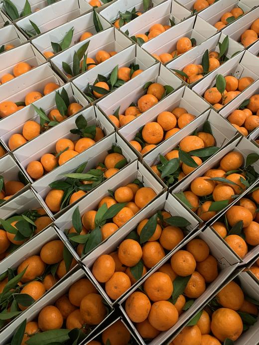 “天下一奇，吃桔带皮”,涌泉梅尖山桔场涌泉蜜桔原生态发货，没有防腐剂、不打蜡，10斤/箱，江浙沪顺丰包邮，买两箱更实惠！ 商品图6