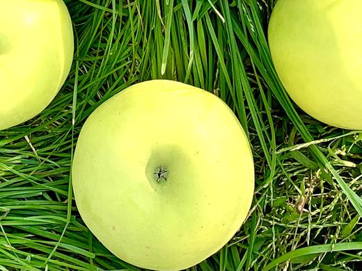 2025精品瑞雪---爸爸的苹果 商品图4