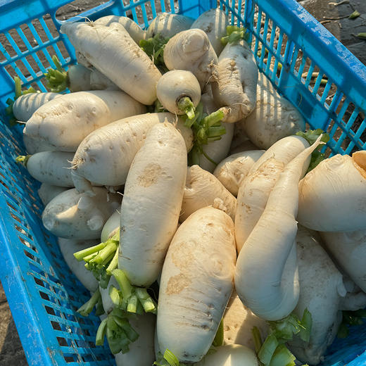 【小菜园露天种植】白萝卜1000g 商品图3