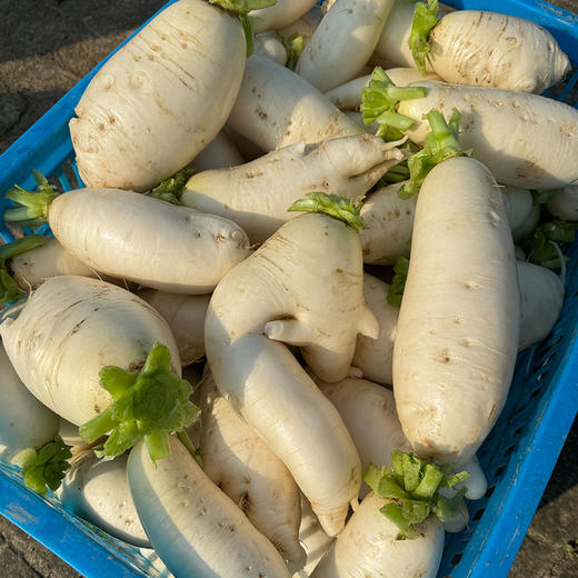 【小菜园露天种植】白萝卜1000g 商品图6