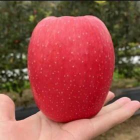 【顺丰快递】正宗陕西白水瑞香红苹果  新鲜当季水果 果园直采 原产地直发 - BBSPG