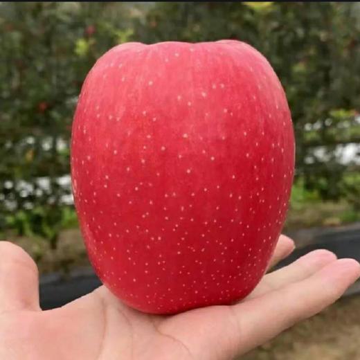 【顺丰快递】正宗陕西白水瑞香红苹果  新鲜当季水果 果园直采 原产地直发 - BBSPG 商品图0
