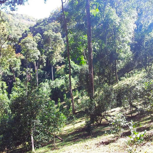 2023春茶 薄荷塘普洱茶生茶古树生饼茶叶357克 商品图3