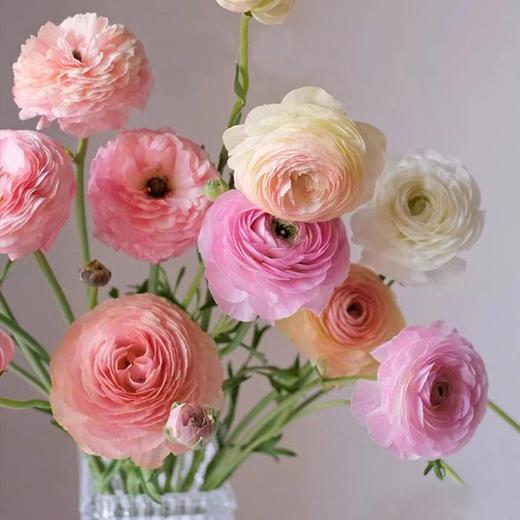 成功洋牡丹各色5支合集 商品图5
