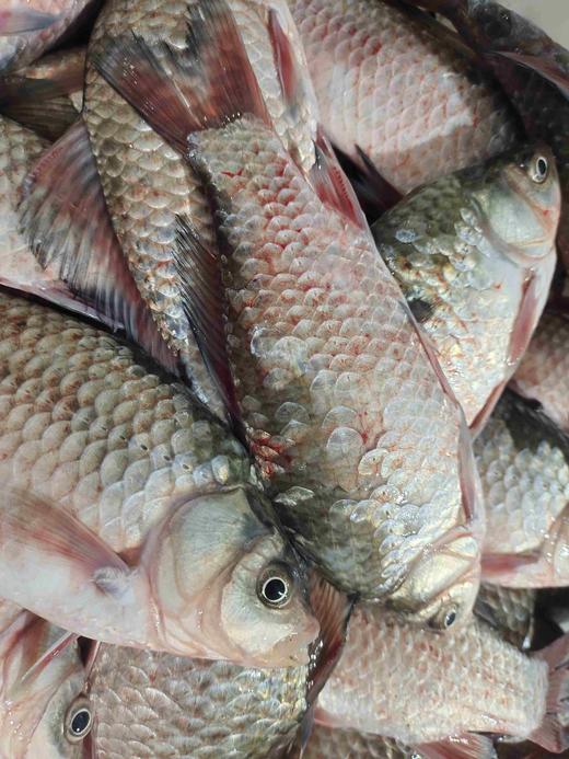 野生小银鱼，黄辣丁、罗非鱼、鲫鱼顺丰包邮 商品图6