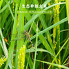 生态米线 500g / 米香浓郁、爽滑可口 / 纯粮制作、无添加 商品缩略图4