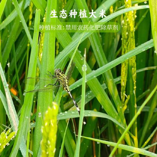 生态米线 500g / 米香浓郁、爽滑可口 / 纯粮制作、无添加 商品图4