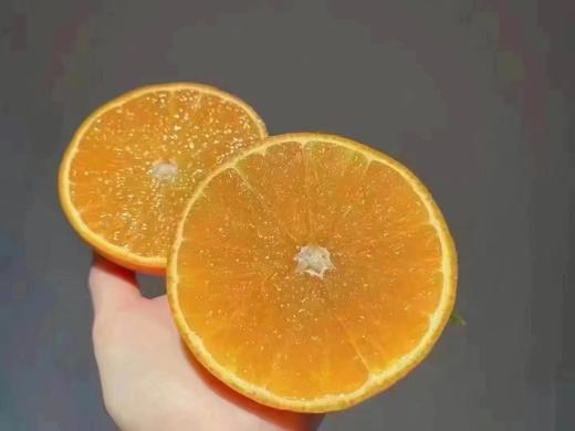 【新季】金装象山红美人 商品图6