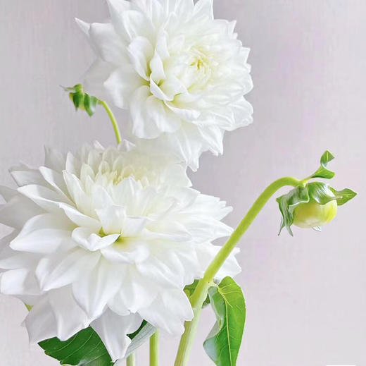 大丽花 商品图3