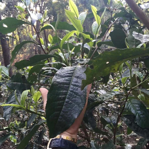 2023春茶 薄荷塘普洱茶生茶古树生饼茶叶357克 商品图4