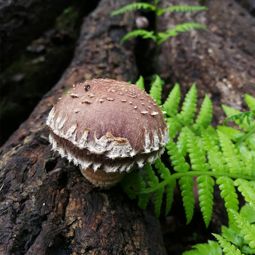 【秦岭野生干香菇500g】秦岭大巴山深处 自然生长日光晾晒 肉质肥厚细嫩 鲜香味美 商品图0