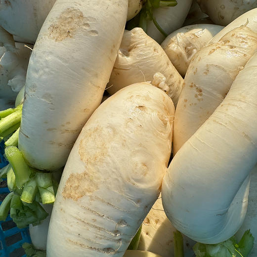 【小菜园露天种植】白萝卜1000g 商品图4