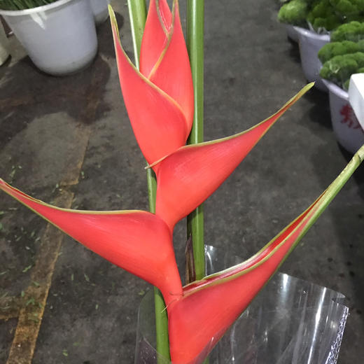 富贵鸟 商品图0