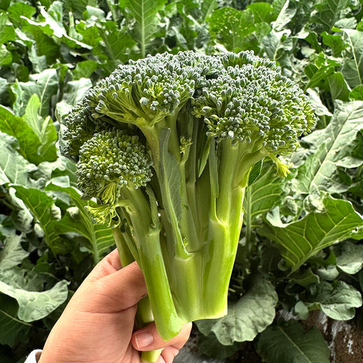 农家西兰苔主苔  新鲜采摘   口感脆嫩  清香微甜  西兰薹主薹  350g 商品图1