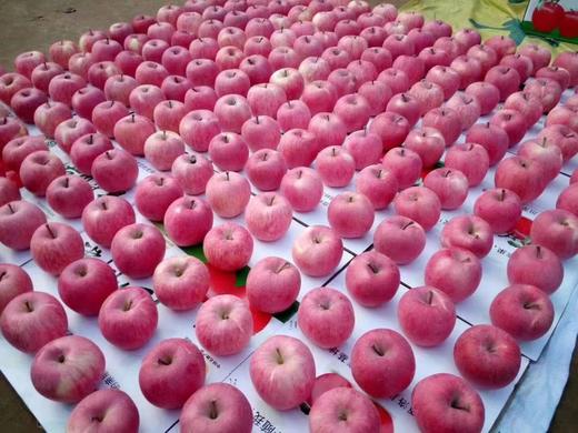 陕西洛川红富士苹果85-90果5kg【分仓直发，72小时发货，周末节假日不发货】 商品图2