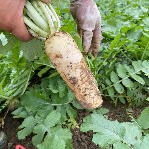 【小菜园露天种植】白萝卜1000g 商品图2