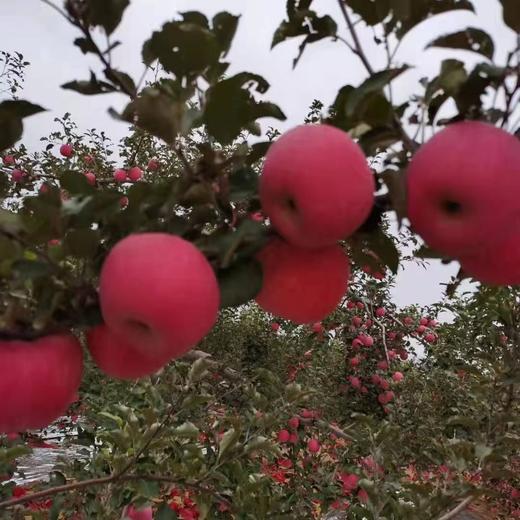 陕西洛川红富士苹果85-90果5kg【分仓直发，72小时发货，周末节假日不发货】 商品图1