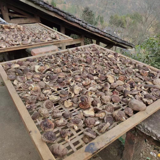 【秦岭野生干香菇500g】秦岭大巴山深处 自然生长日光晾晒 肉质肥厚细嫩 鲜香味美 商品图10