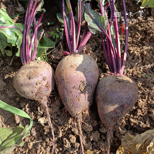 【排单发货哦】有机甜菜根【基地直发-京东包邮】 | 2斤，3斤，5斤，来自云南昆明，生产者：李建平【合作生产，公平贸易】 商品图8