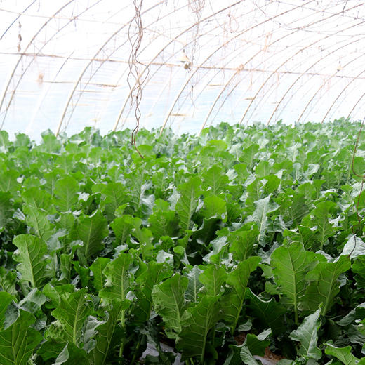 农家西兰苔主苔  新鲜采摘   口感脆嫩  清香微甜  西兰薹主薹  350g 商品图3