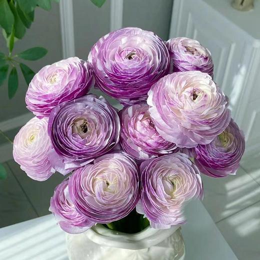 成功洋牡丹各色5支合集 商品图3