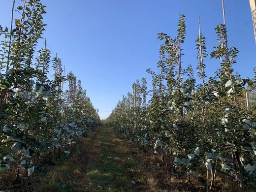 2025精品瑞雪---爸爸的苹果 商品图8