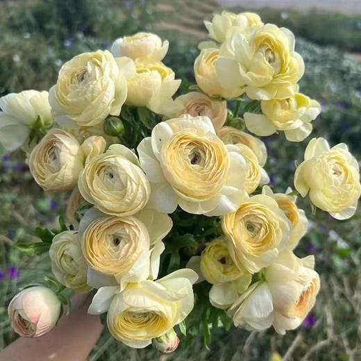 成功洋牡丹各色5支合集 商品图4