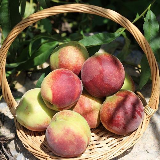 【香甜又饱满！现摘新鲜桃子】味道鲜美，让你一口接一口，享受水果的甜蜜滋味。现货水蜜桃现货现摘新鲜桃子新鲜水果-觅食坊健康 商品图2