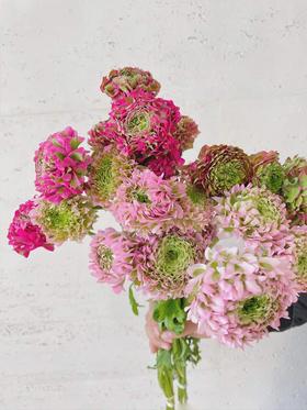 锦鲤洋牡丹鲜切花多色选择