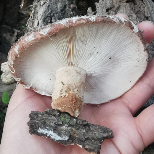 【秦岭野生干香菇500g】秦岭大巴山深处 自然生长日光晾晒 肉质肥厚细嫩 鲜香味美 商品图9