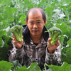 农家西兰苔主苔  新鲜采摘   口感脆嫩  清香微甜  西兰薹主薹  350g 商品缩略图5