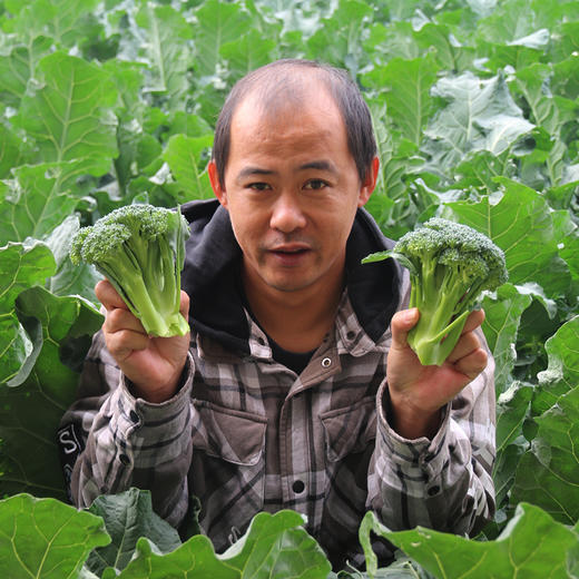 农家西兰苔主苔  新鲜采摘   口感脆嫩  清香微甜  西兰薹主薹  350g 商品图5