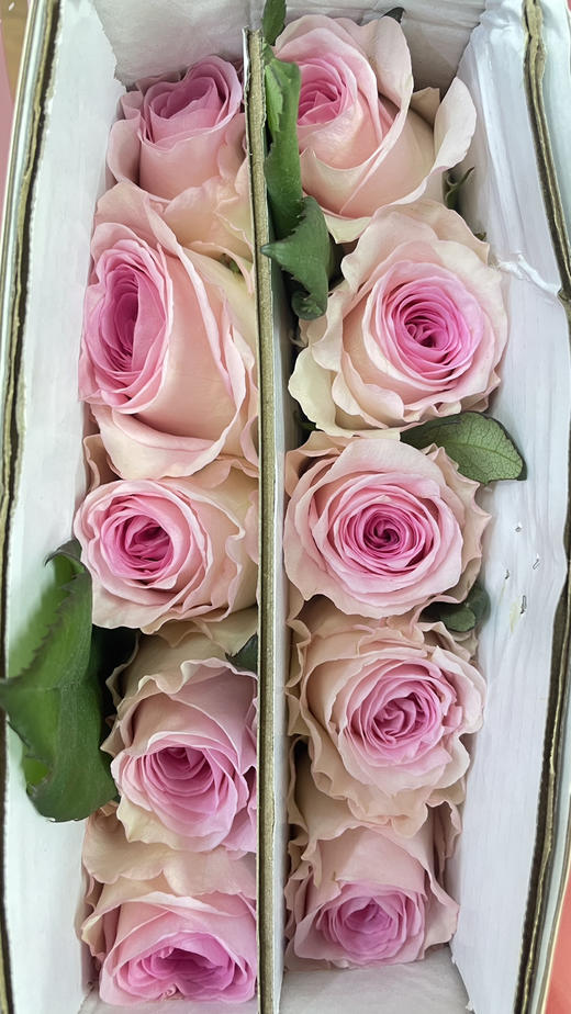 【 拍市玫瑰】洛神  10枝/扎   约60公分 商品图4