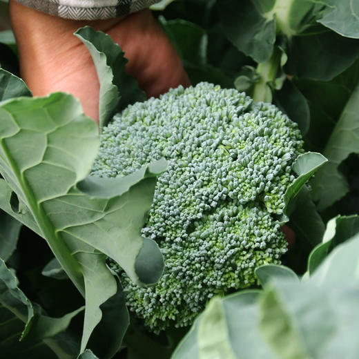 农家西兰苔主苔  新鲜采摘   口感脆嫩  清香微甜  西兰薹主薹  350g 商品图2