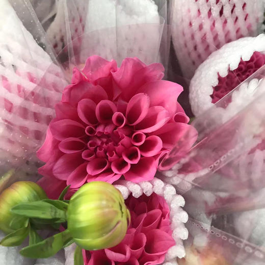 大丽花 商品图1