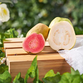 『福建老树奶油芭乐』白玉芭乐+红心芭乐，丝滑细腻，甜美软糯，芳香四溢