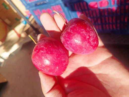 新疆伊犁鸡心果！这个秋天一定要吃一次，光照时间长，温差大，果子味浓，嘎呗脆，酸甜可口！3斤/箱 商品图5