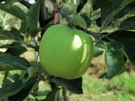 2025精品瑞雪---爸爸的苹果 商品图6